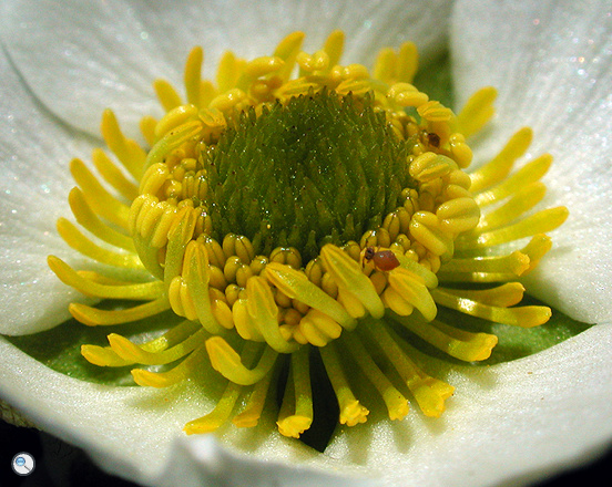 Ranunculus glacialis