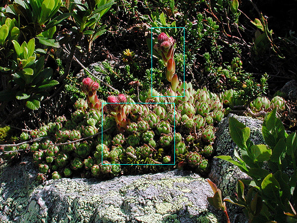 Sempervivum montanum