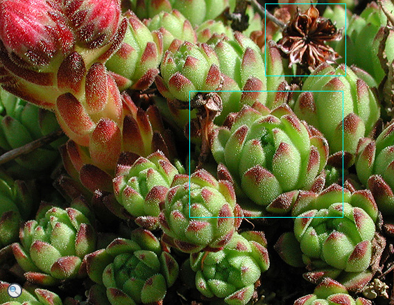 Sempervivum montanum