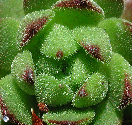 Sempervivum montanum