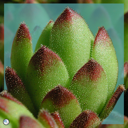 Sempervivum montanum