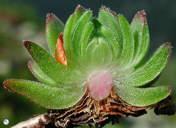 Sempervivum montanum