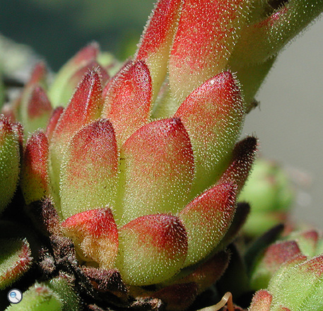 Sempervivum montanum