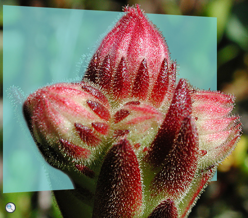 Sempervivum montanum