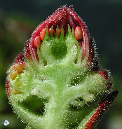 Sempervivum montanum