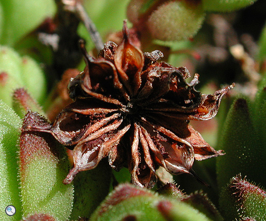 Sempervivum montanum