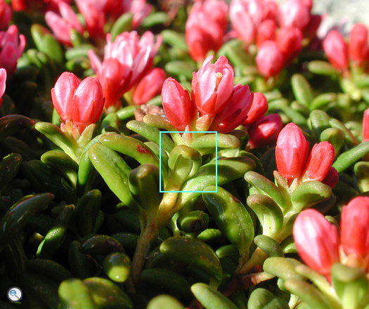 Loiseleuria procumbens