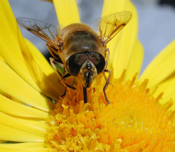 Alpandino :: Sex at high altitudes: plant reproduction :: Protogyny