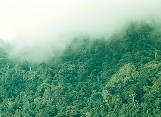 Bosque montano en Papua Nueva Guinea