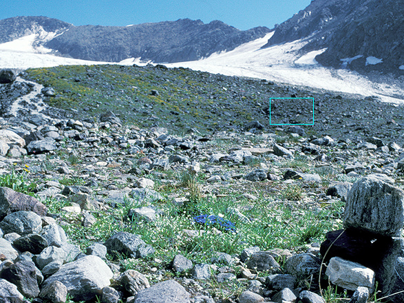 Glacier forefield