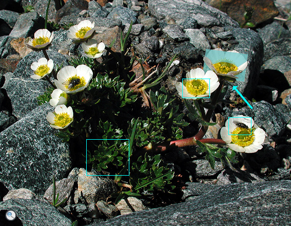 Ranunculus glacialis