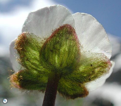 Ranunculus glacialis