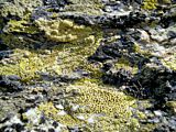 lichen crusts
