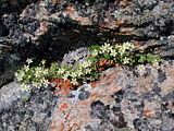Saxifrage bryoides